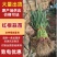 红根蒜苗/河南周口产区直发/大量现货/货源充足