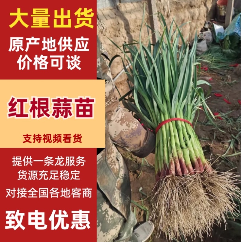 红根蒜苗/河南周口产区直发/大量现货/货源充足