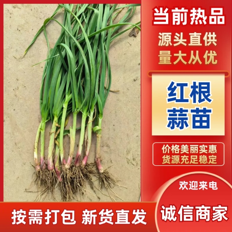 红根蒜苗/河南周口产区直发/大量现货/货源充足
