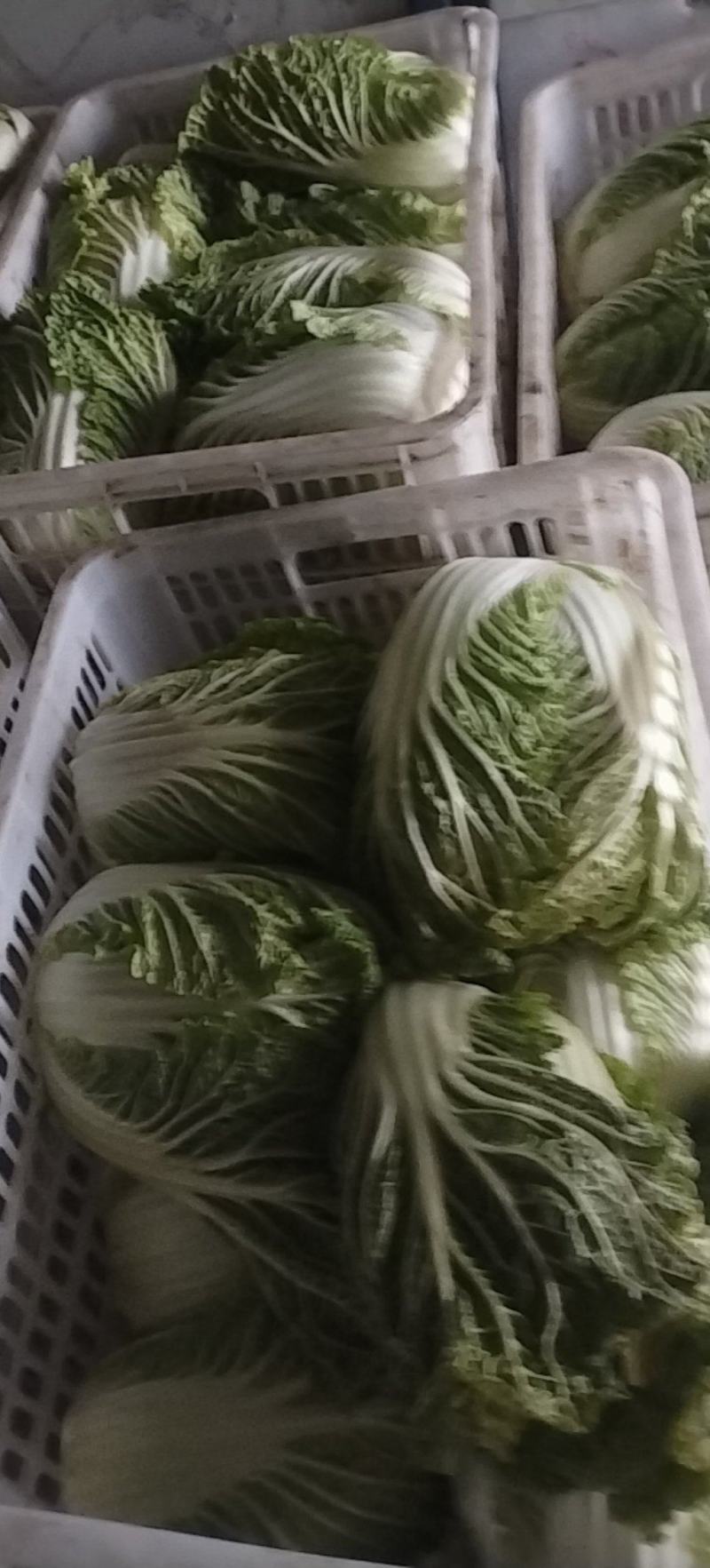 南通黄心白菜