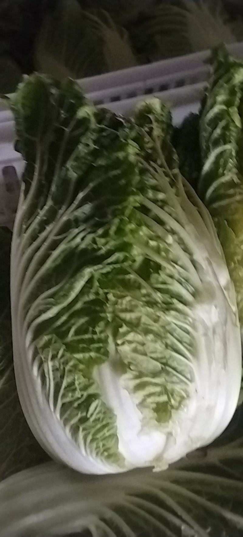 南通黄心白菜