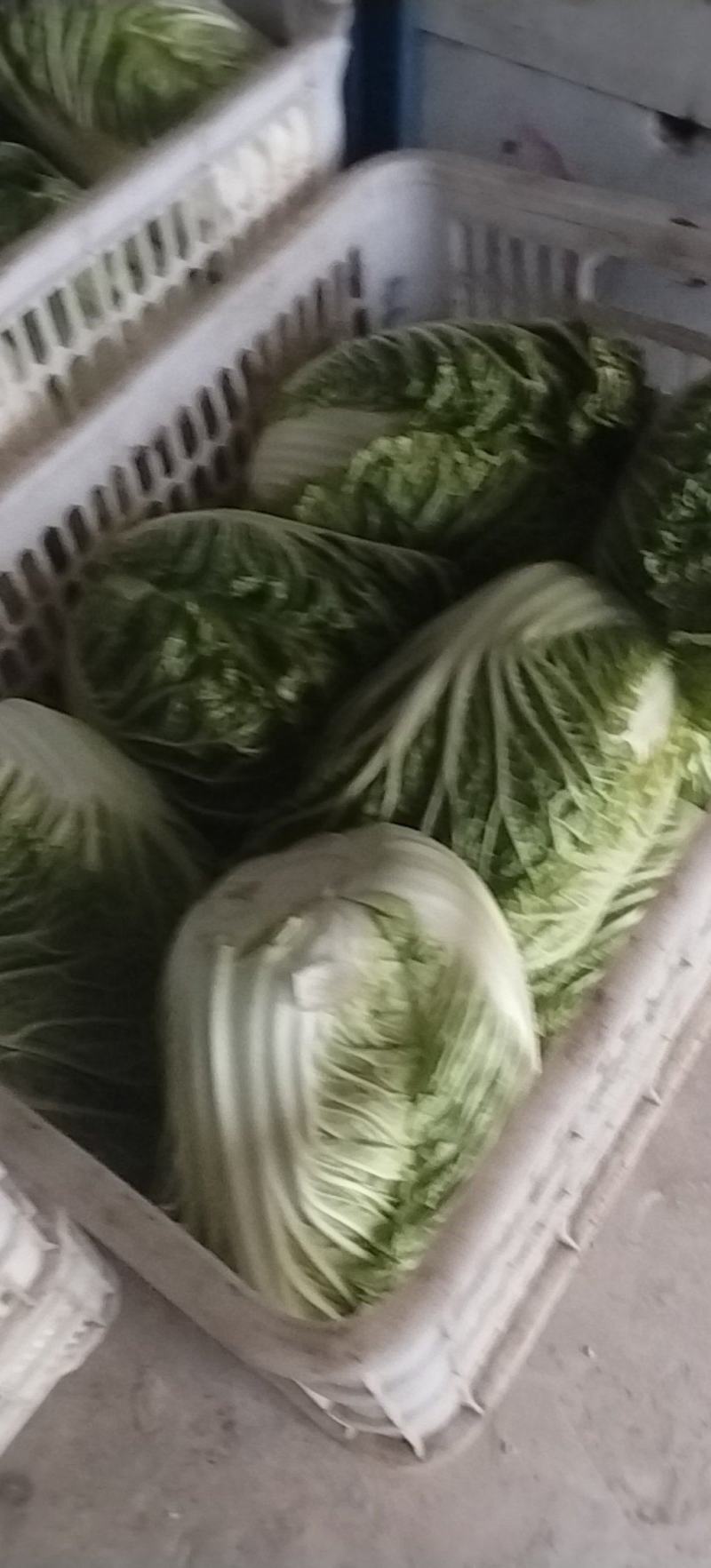 南通黄心白菜