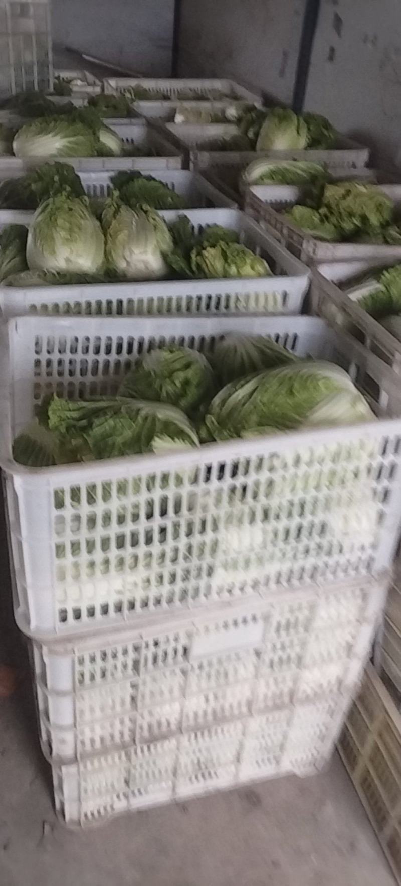 南通黄心白菜