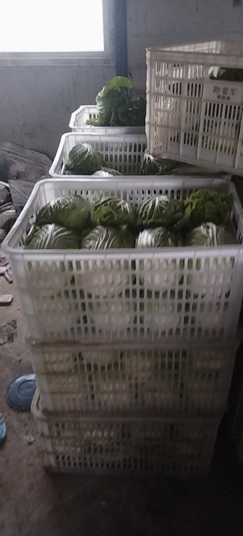 南通黄心白菜