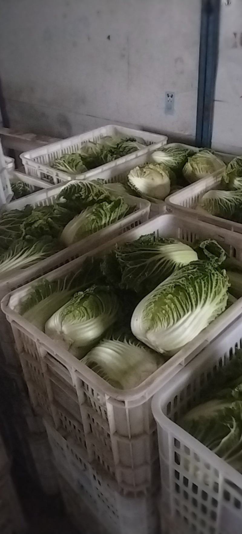 南通黄心白菜