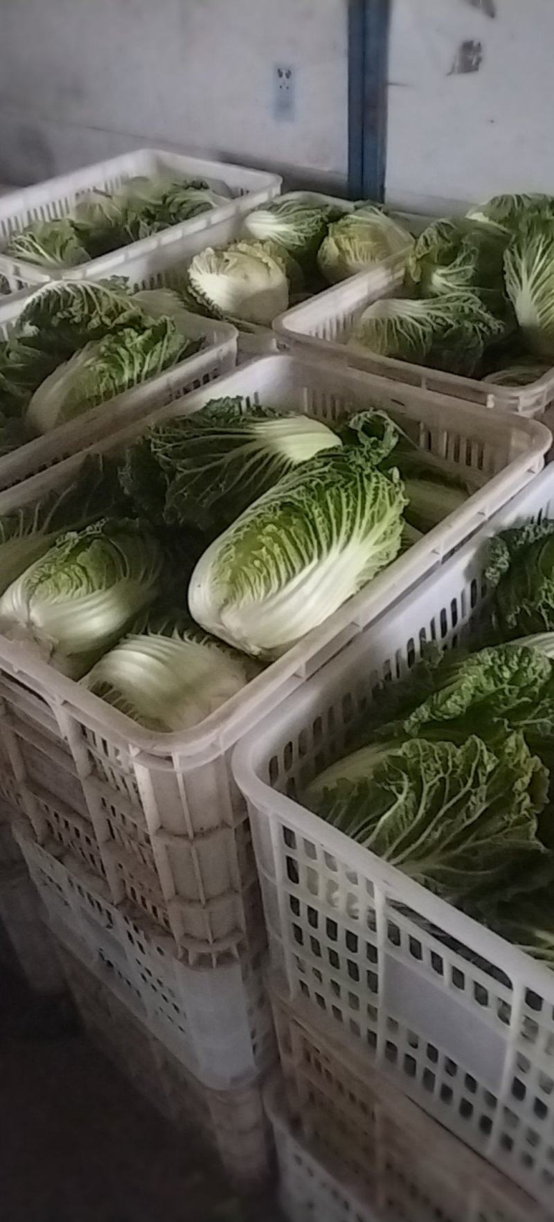 南通黄心白菜