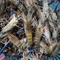 鲜活锁鲜，虾肥膏满！冷链直达餐桌，不用去海鲜市场挤