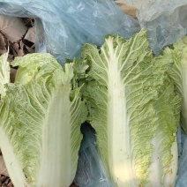 白菜