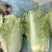 白菜