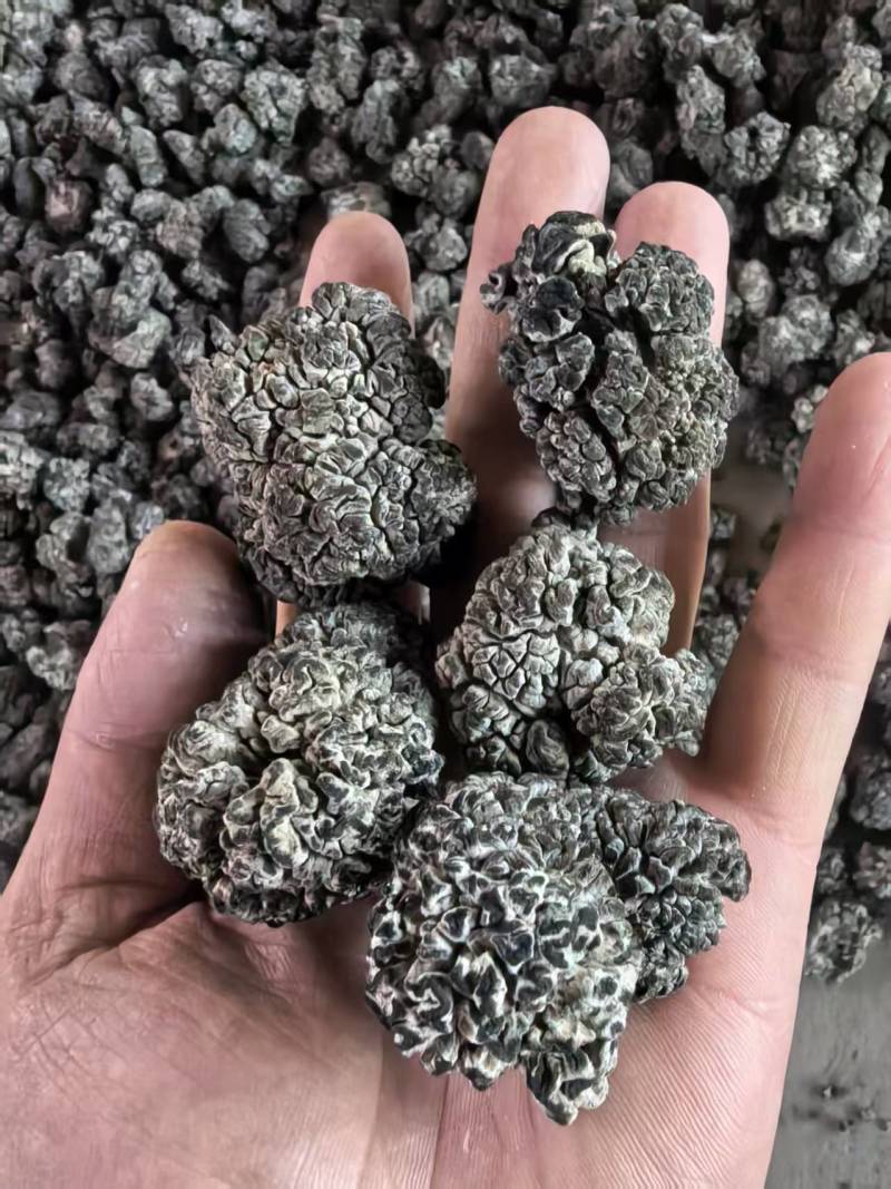 猴脑菌菇核桃菌猴脑菌工厂化养殖培育猴脑菌自产自销猴脑菌