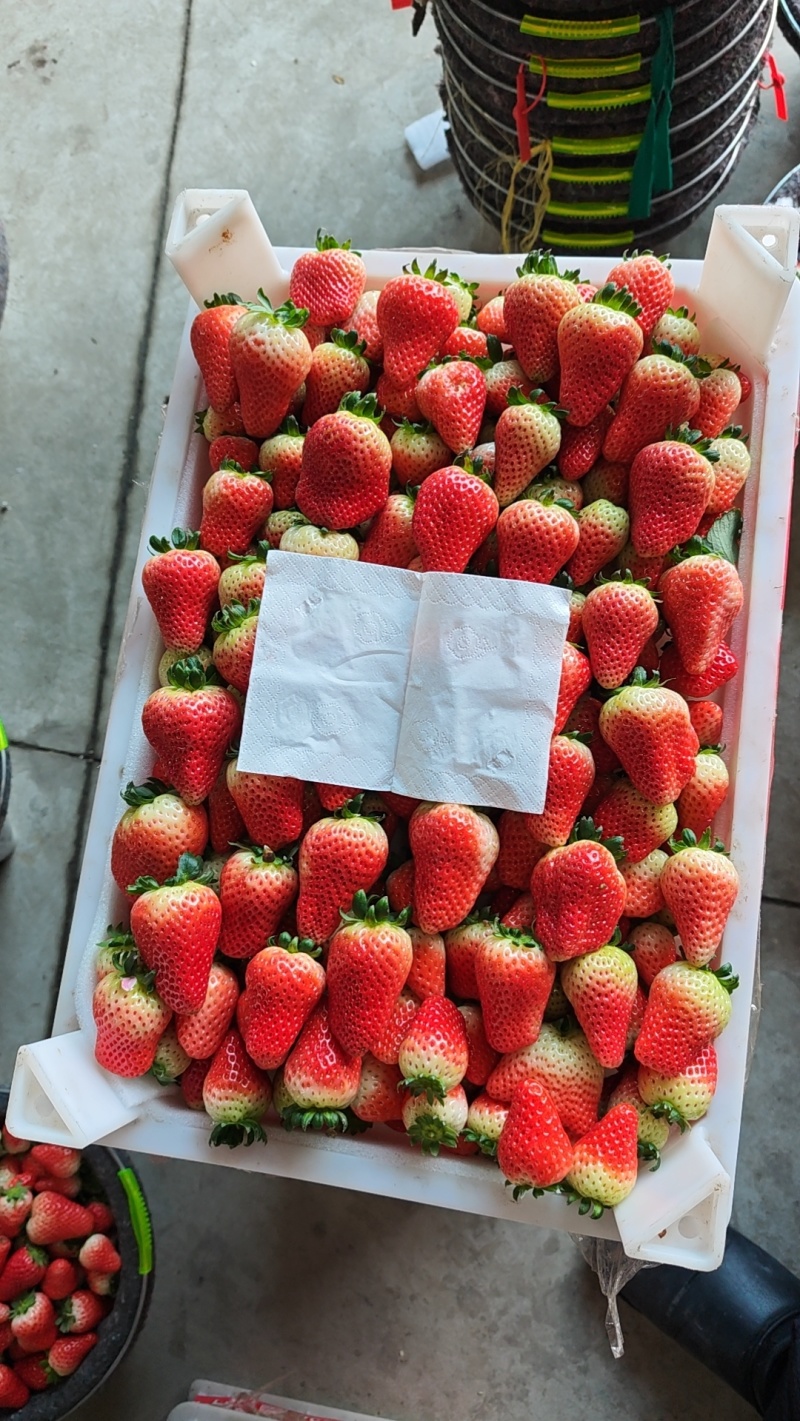 奶油草莓