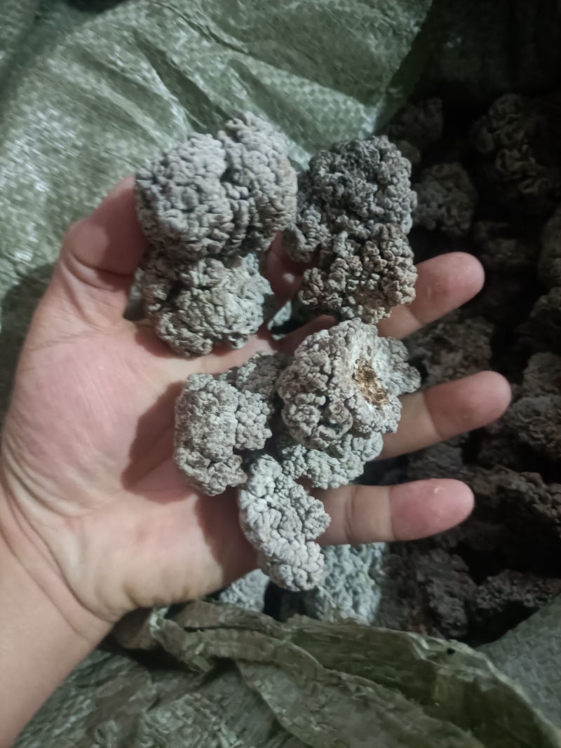 猴脑菌培育核桃菌养殖工厂化培育大个头剪根猴脑菌价格不高