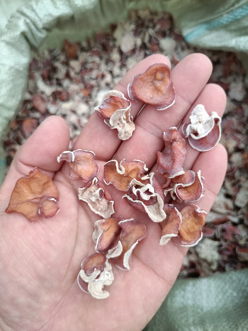 无根单片粉木耳自产自销粉木耳去根粉木耳批发零售粉木耳粉耳
