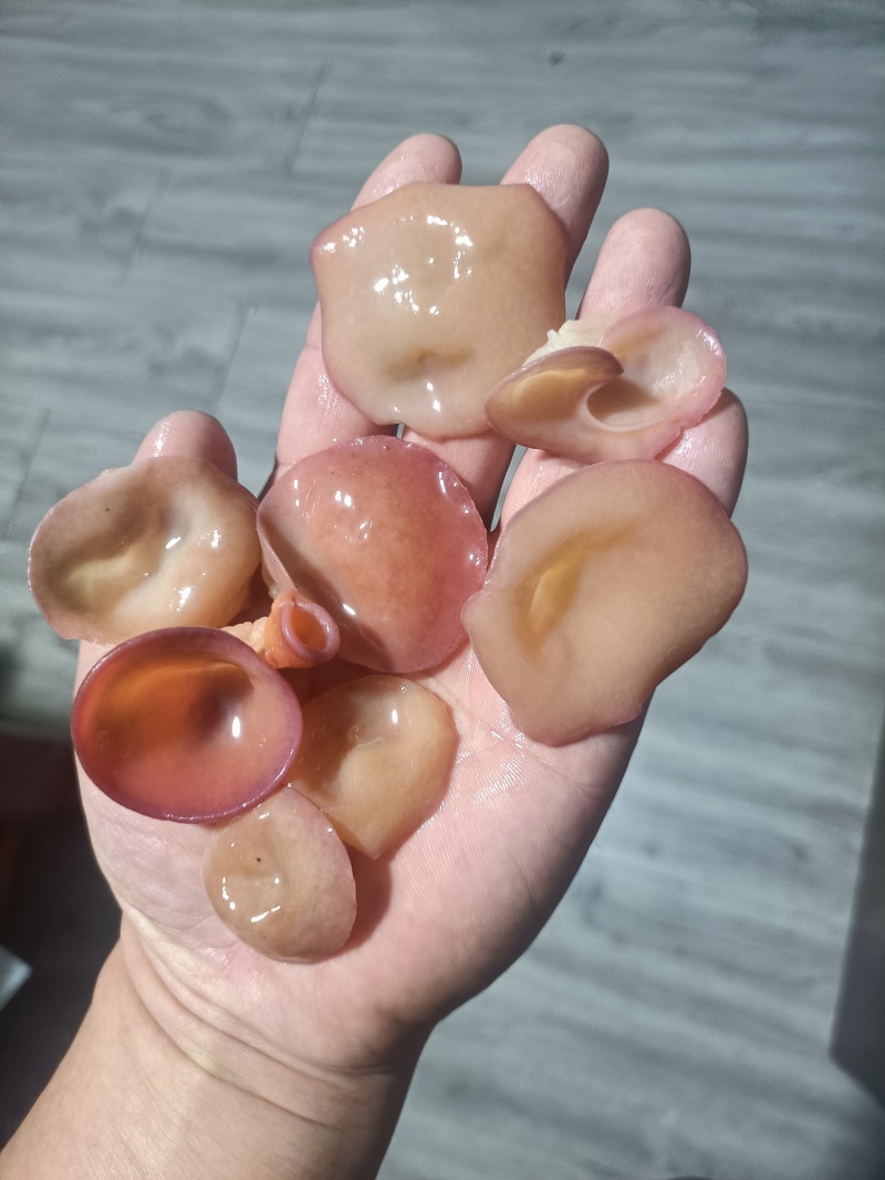 无根单片粉木耳自产自销粉木耳去根粉木耳批发零售粉木耳粉耳