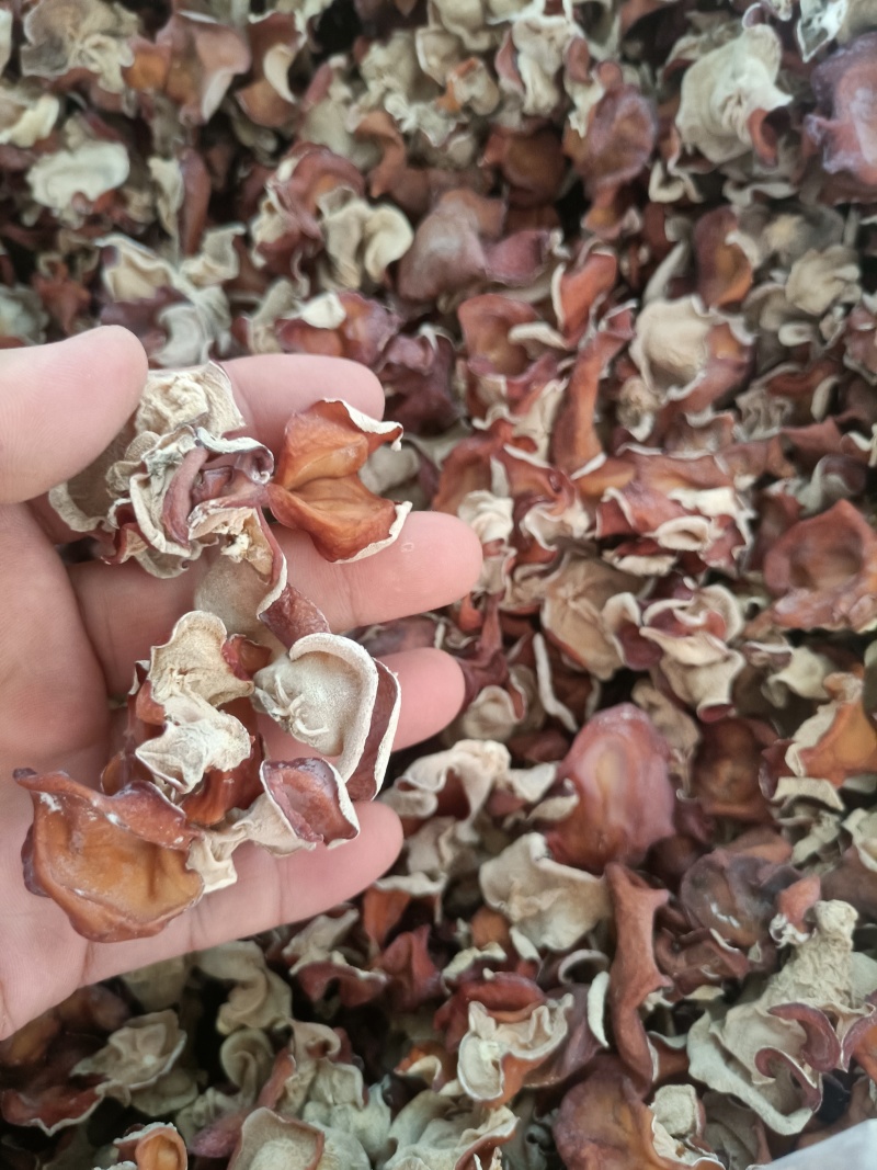 无根单片粉木耳自产自销粉木耳去根粉木耳批发零售粉木耳粉耳