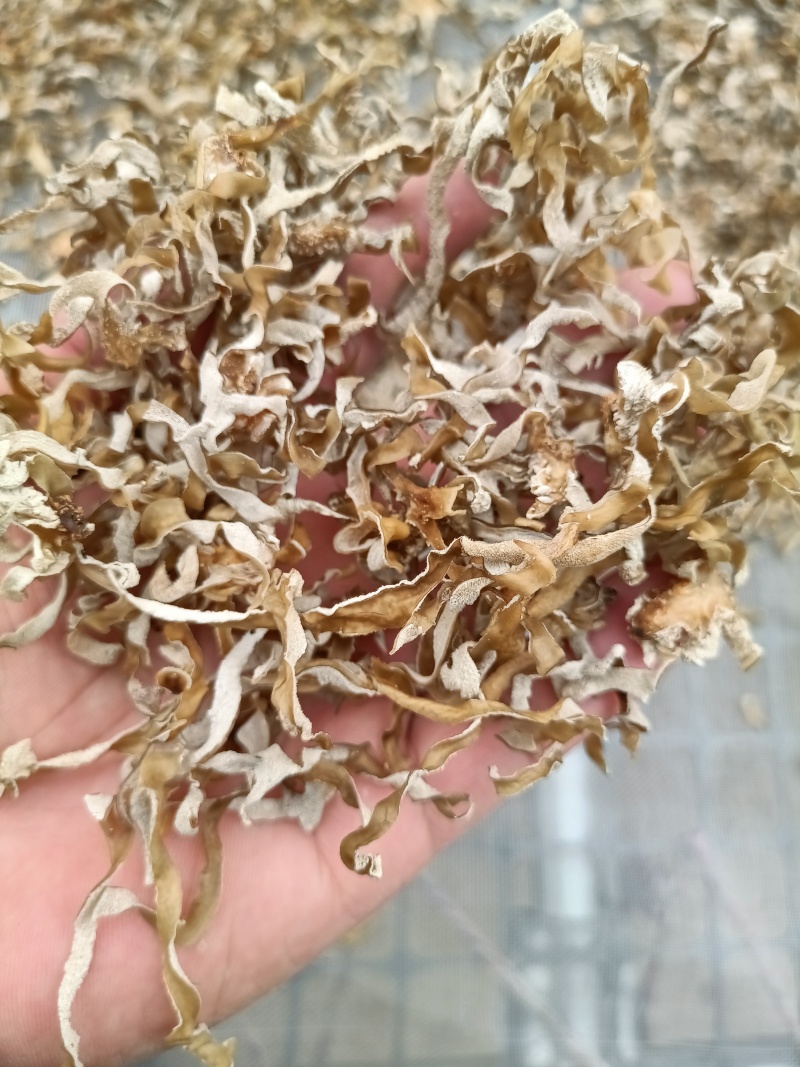 自产自销白木耳丝白唇丝批发白木耳丝厂家白木耳丝白木耳丝