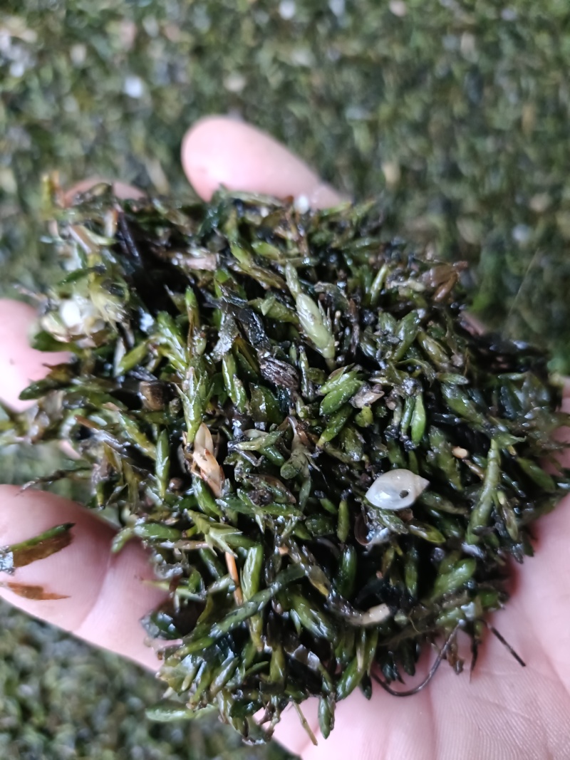 轮叶黑澡