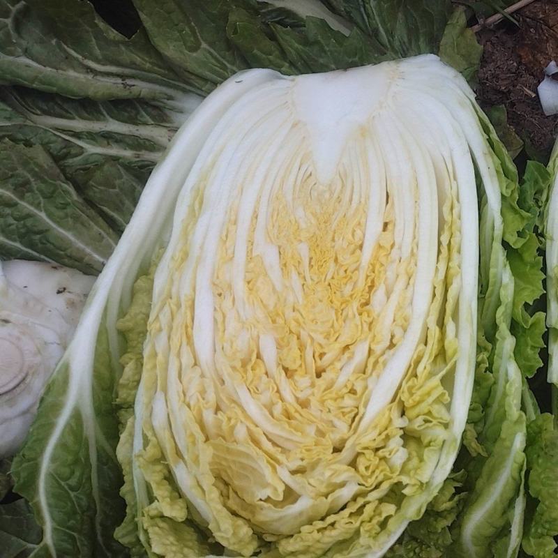 南通黄心白菜