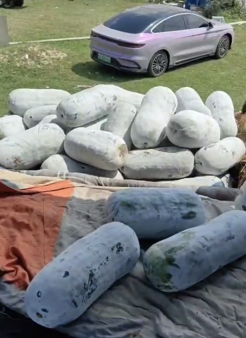 海南正宗白皮冬瓜大量上市，全国发货，欢迎进店沟通。