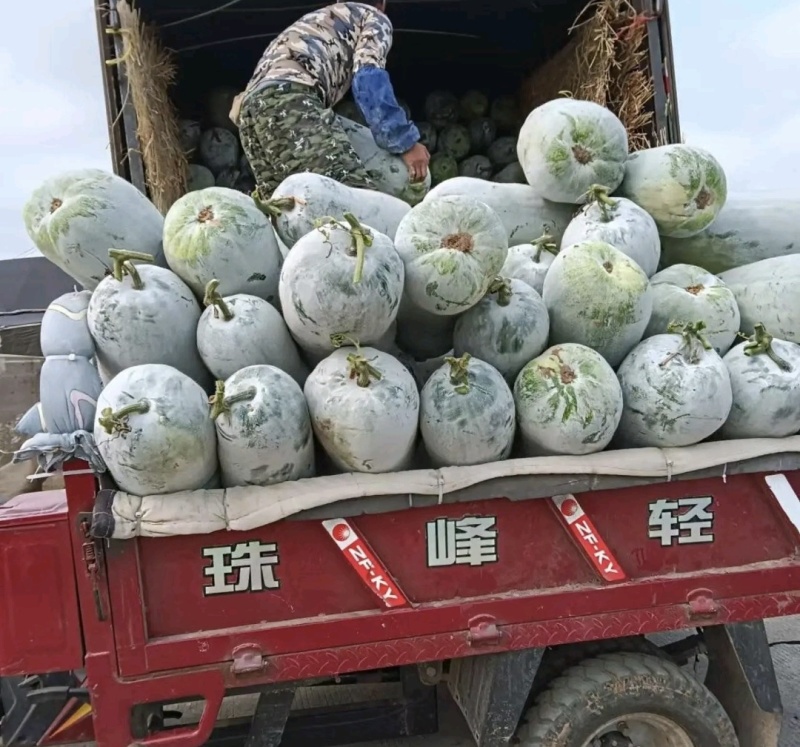 海南正宗白皮冬瓜大量上市，全国发货，欢迎进店沟通。