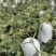 海南正宗白皮冬瓜大量上市，全国发货，欢迎进店沟通。