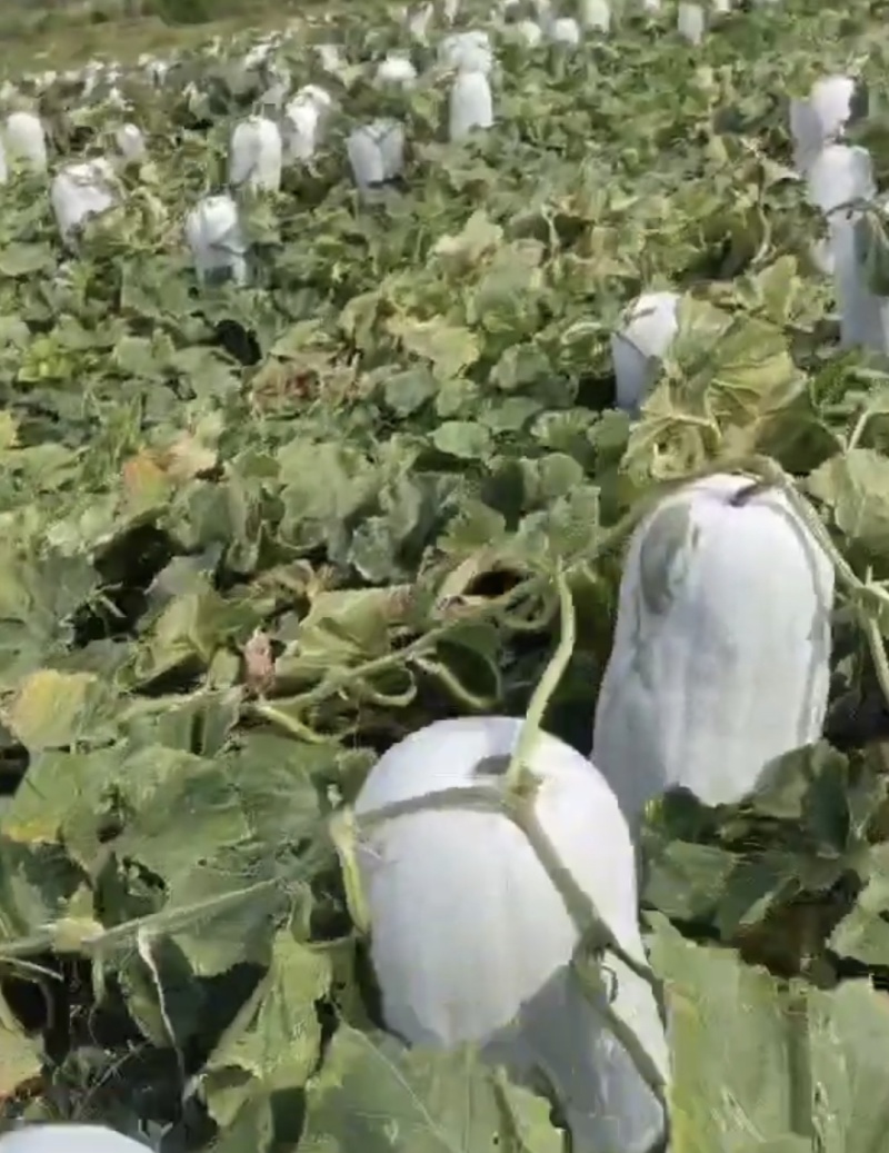 海南正宗白皮冬瓜大量上市，全国发货，欢迎进店沟通。