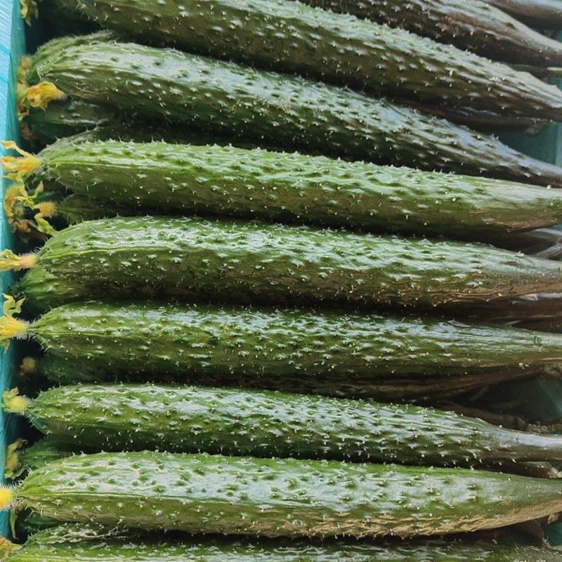 刺黄瓜