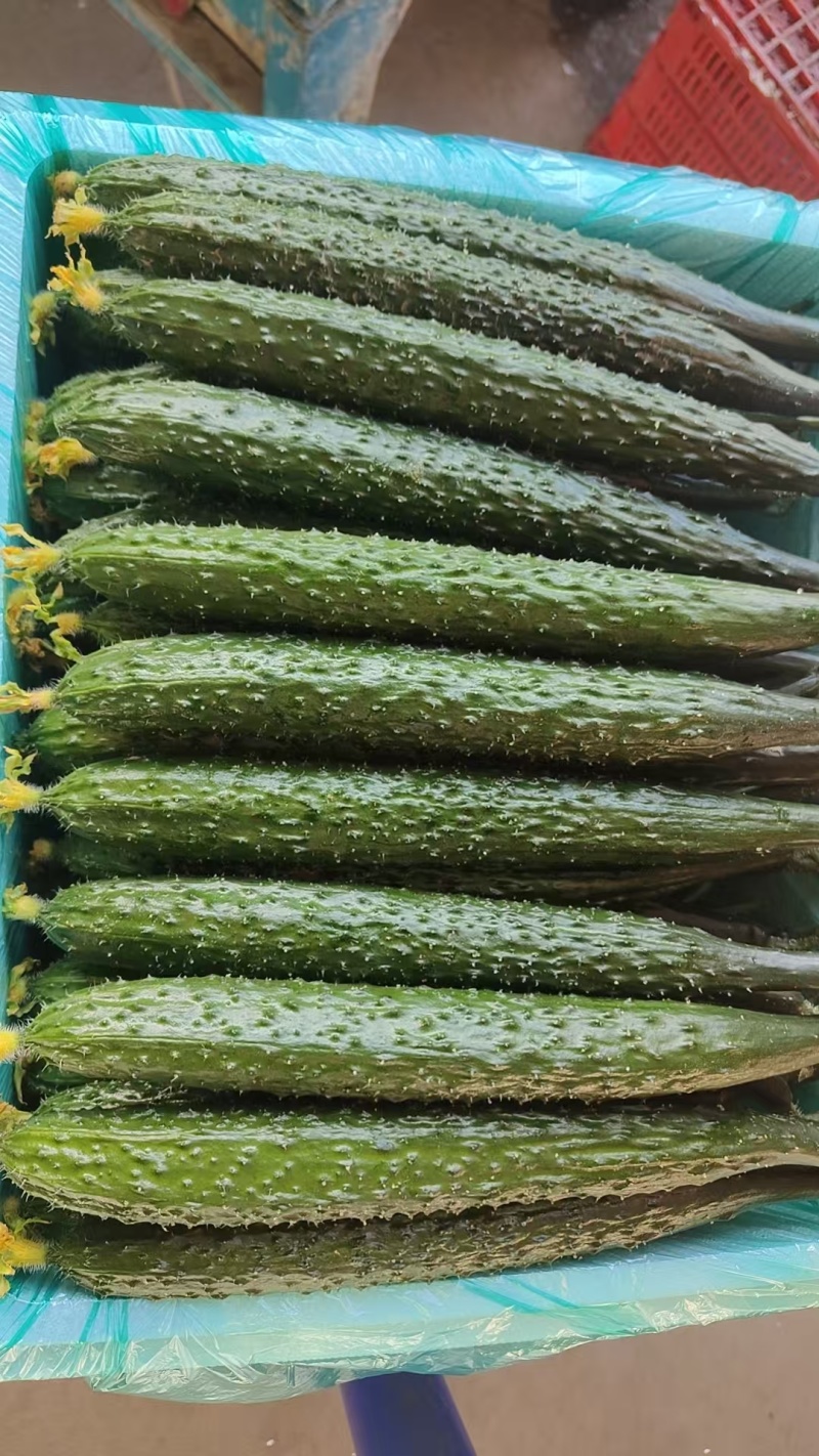 刺黄瓜