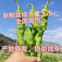 海南陇椒15~20厘米青特辣大量现货充足质量保