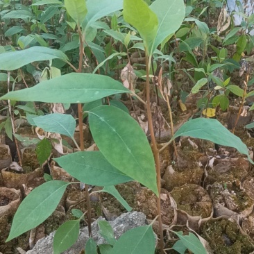 山苍子苗