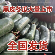 海南冬瓜黑皮冬瓜产地直发大量现货供应欢迎来电咨询