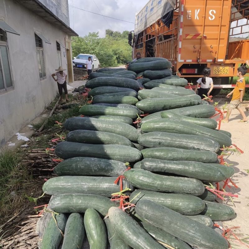 海南冬瓜黑皮冬瓜产地直发大量现货供应欢迎来电咨询