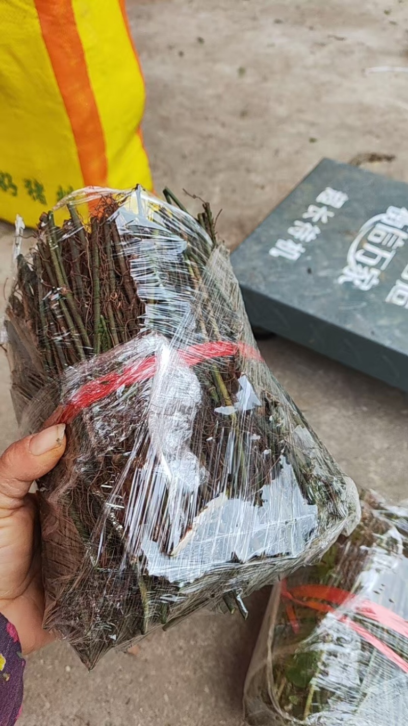 小叶子紫藤三叶青大量供应产地直发成活率高