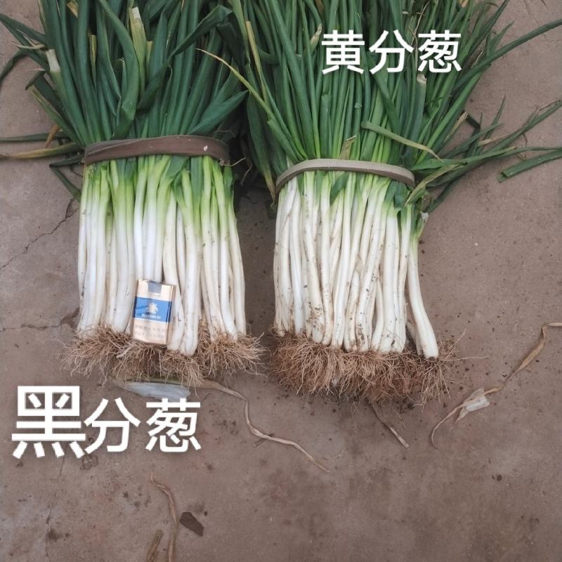 本地黑，黄分葱
