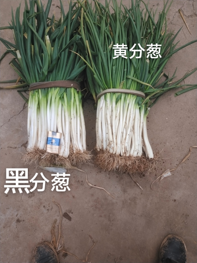 本地黑，黄分葱