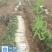 本地黑，黄分葱
