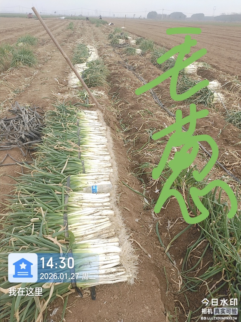 本地黑，黄分葱