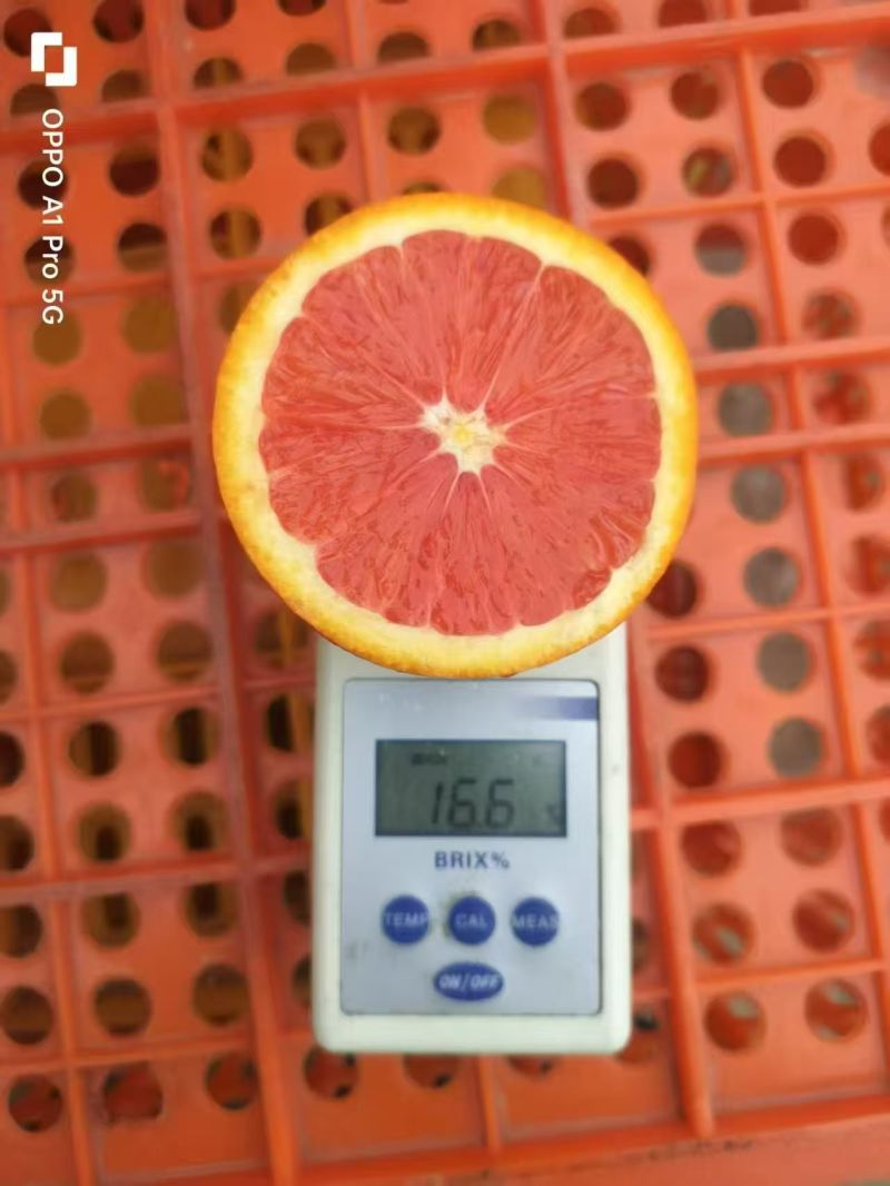 中华红血橙一手货源价格实惠对接各大商超全国发货