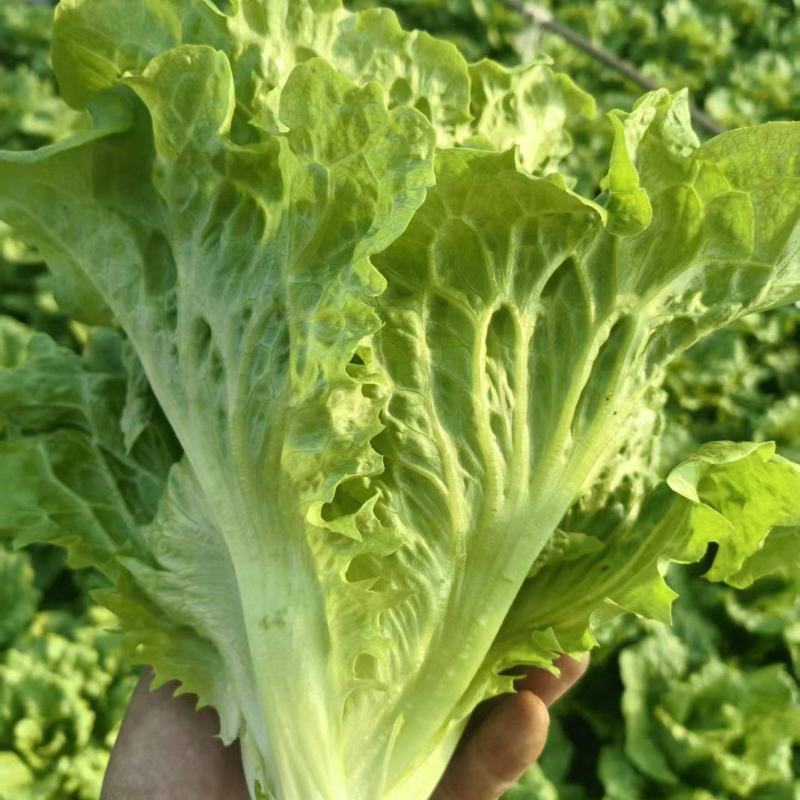 精品意大利生菜，全国发货，可对接各大商超批发市场，诚信经营