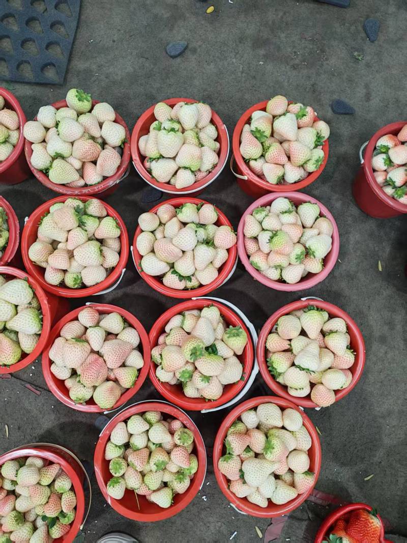 九香草莓山东发货价格面议，对接全国发货，对接超市，商超