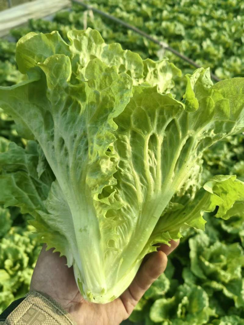 精品意大利生菜，全国发货，可对接各大商超批发市场，诚信经营