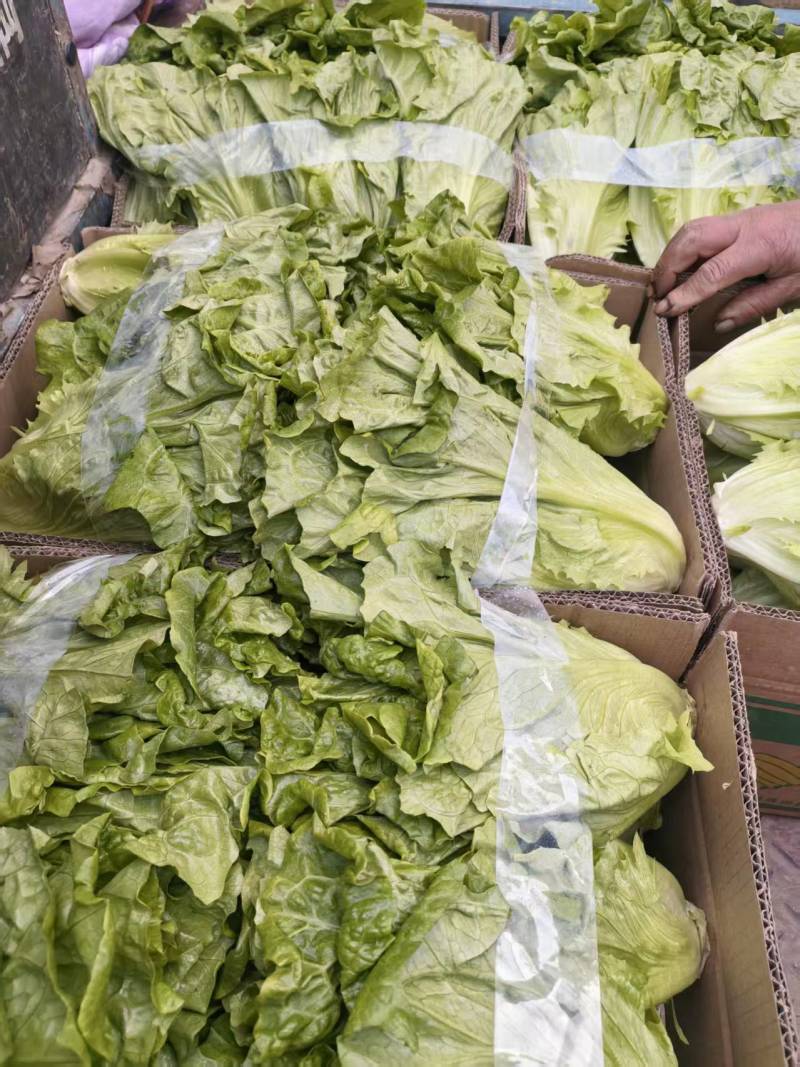 精品意大利生菜，全国发货，可对接各大商超批发市场，诚信经营