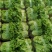 精品意大利生菜，全国发货，可对接各大商超批发市场，诚信经营