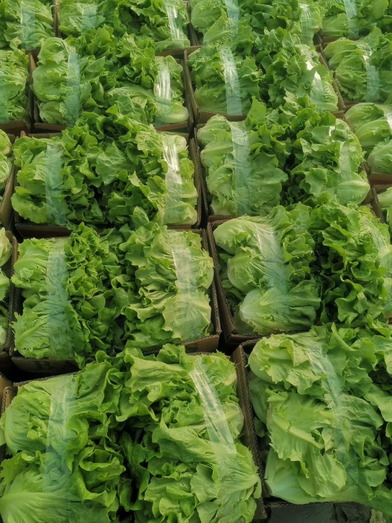 精品意大利生菜，全国发货，可对接各大商超批发市场，诚信经营