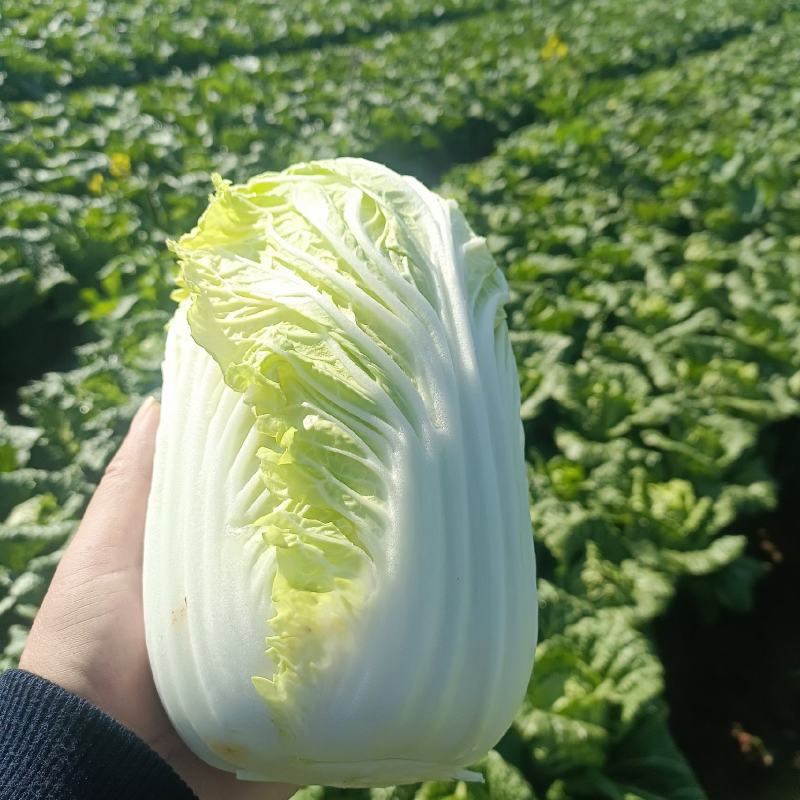 云南高山黄心大娃娃菜