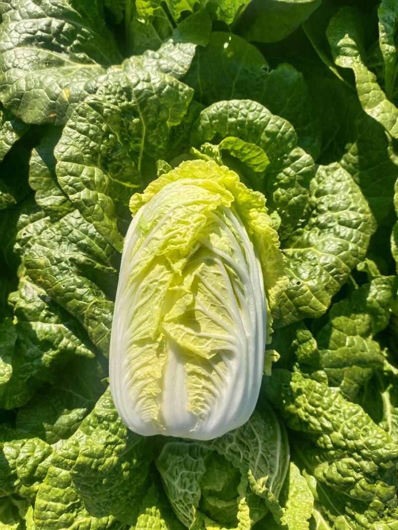 云南高山黄心大娃娃菜