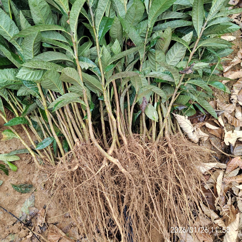 枇杷苗枇杷实生苗枇杷芽苗枇杷砧木苗枇杷基地