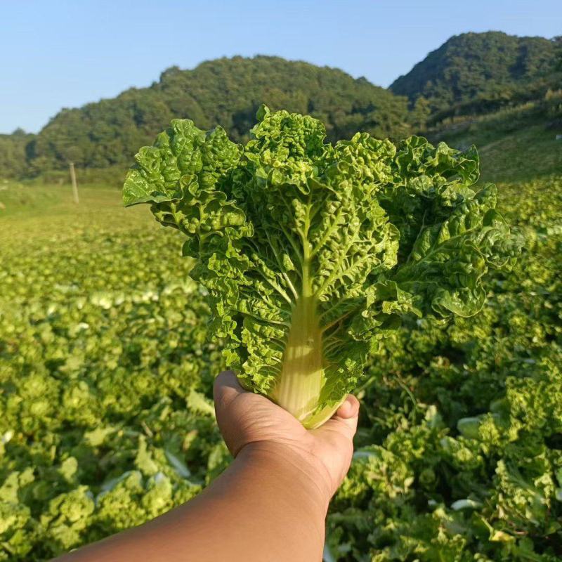 高山精品毛白菜