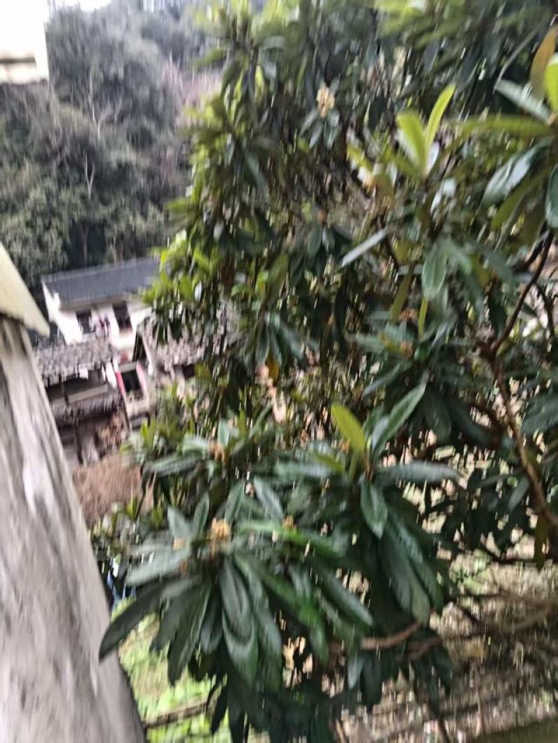 黄山新鲜批把蜜，农家自产自销，品质保障，量大从优