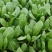 【精品】安徽小油菜，大量现货保质保量，可发全国